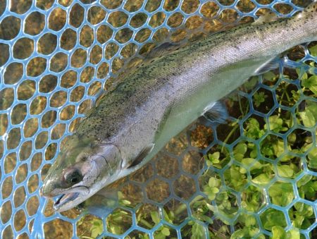 人がいっぱい魚もいっぱい ～高島の泉～